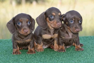Dachshund puppies