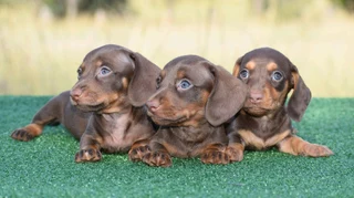 Dachshund puppies