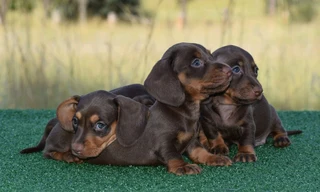 Dachshund puppies