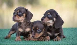 Dachshund puppies