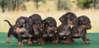 Dachshund puppies