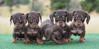 Dachshund puppies