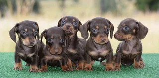 Dachshund puppies