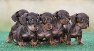 Dachshund puppies