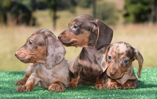Dachshunds puppies