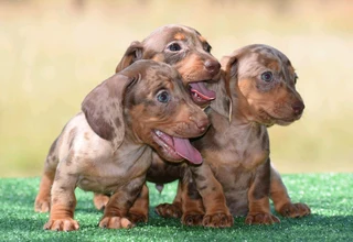 Dachshunds puppies