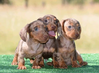 Dachshunds puppies