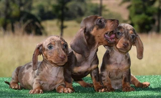 Dachshunds puppies