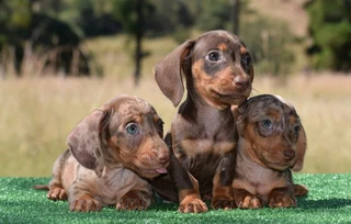 Dachshunds puppies
