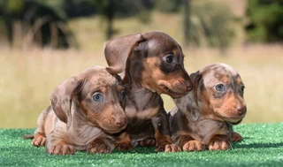 Dachshunds puppies