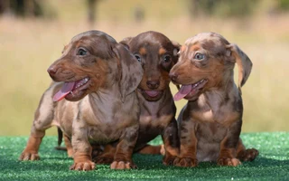 Dachshunds puppies