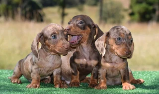 Dachshunds puppies