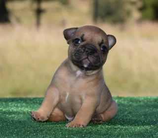 French Bulldog