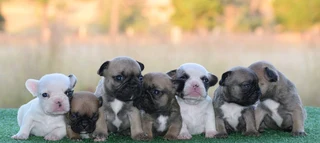 French Bulldog