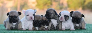 French Bulldog