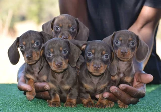 Dachshund puppies