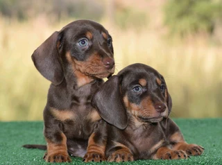 Dachshund puppies