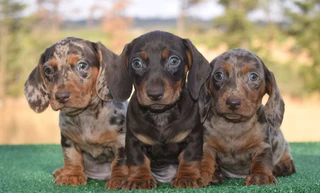 Dachshund puppies