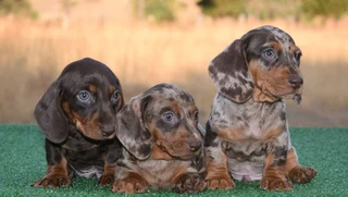 Dachshund puppies