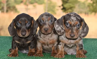 Dachshund puppies