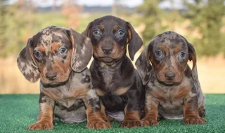 Dachshund puppies