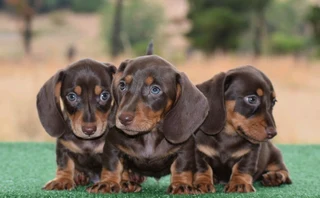 Dachshund pupies