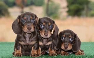 Dachshund pupies