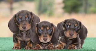 Dachshund pupies