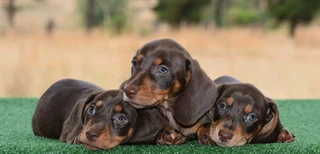 Dachshund pupies