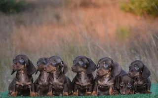 Dachshund puppies