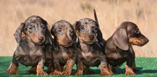 Dachshund puppies
