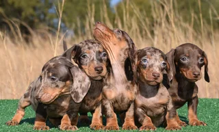 Dachshund puppies
