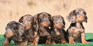 Dachshund puppies