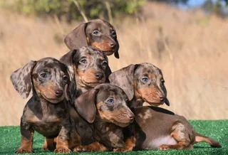 Dachshund puppies
