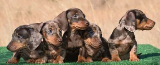 Dachshund puppies