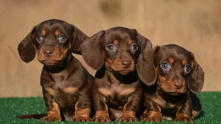Dachshund puppies