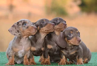 Dachshund puppies