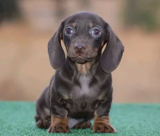 Dachshund puppies