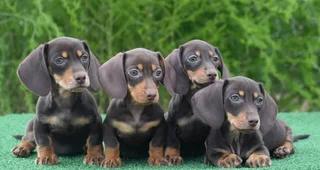 Dachshund puppies