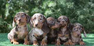 Dachshund puppies