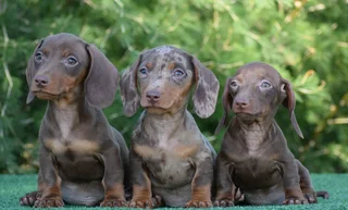 Dachshund puppies