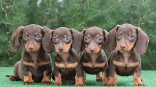 Dachshund puppies