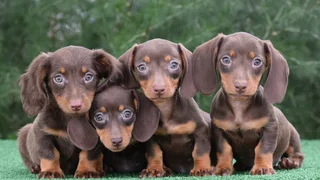 Dachshund puppies