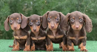 Dachshund puppies
