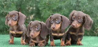 Dachshund puppies