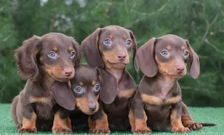 Dachshund puppies