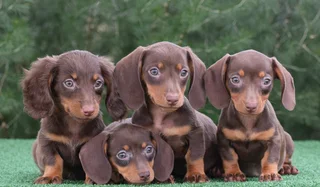 Dachshund puppies