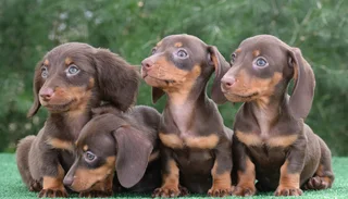 Dachshund puppies