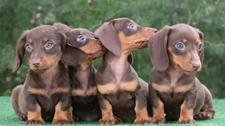 Dachshund puppies