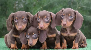 Dachshund puppies